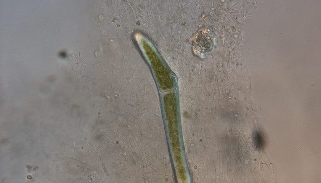 Algae
