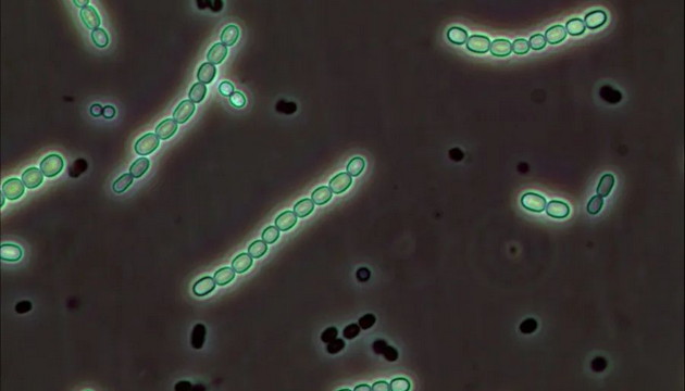 Application of Microscopic Imaging in Algae Research 02