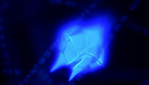 Application of Microscopic Imaging in Algae Research 03