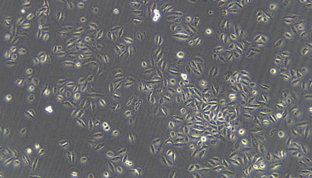 Live Cell Imaging application01