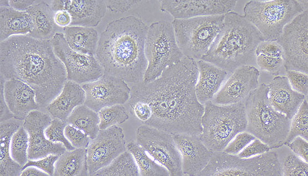 Live Cell Imaging application02
