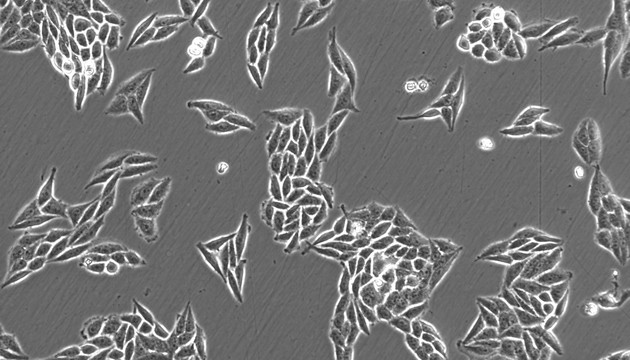 Live Cell Imaging application03