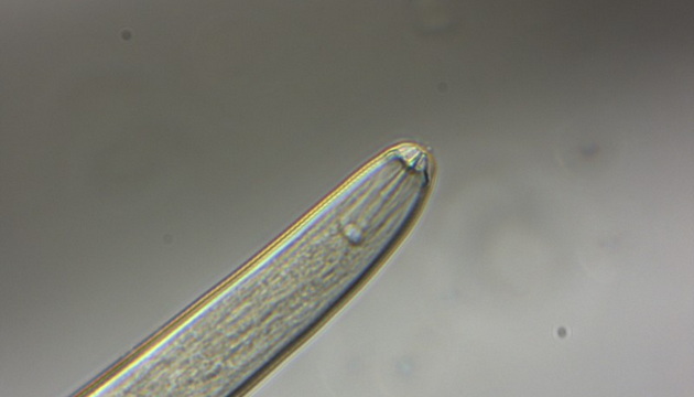 Nematodes application 01