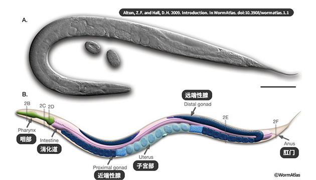 Nematodes application 02