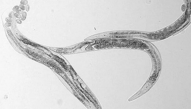 Nematodes application 03