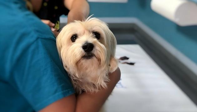 Pet Hospital front