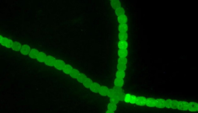Solutions for Algae Research