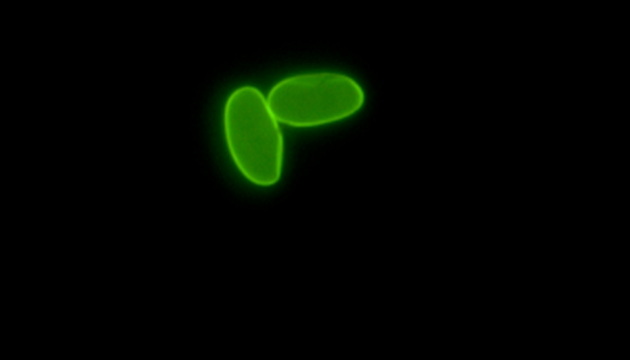 Two Parasites application02