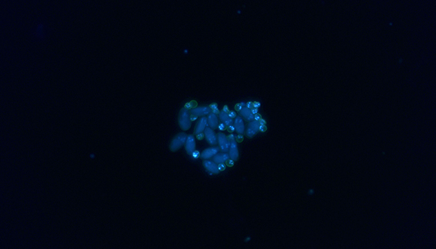 Two Parasites application03