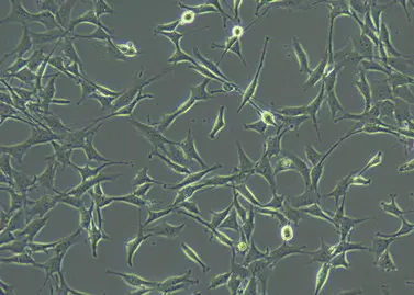 Cell Culture