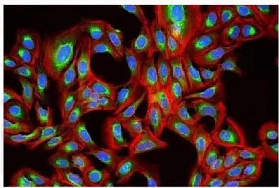 Life Science Research
